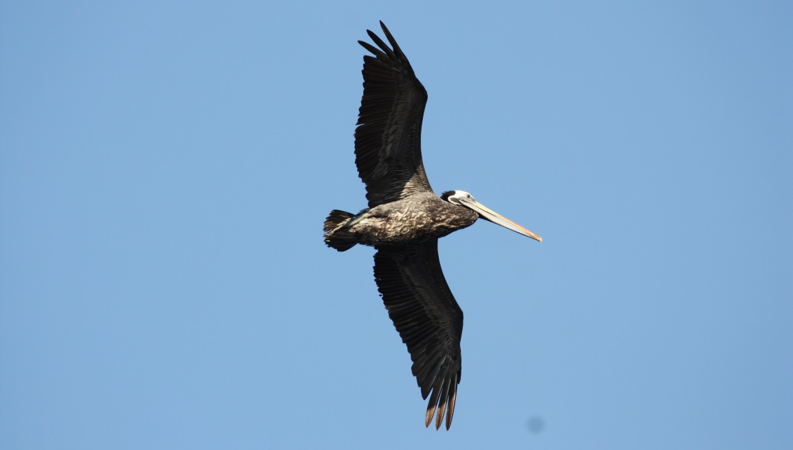 Pelican in flight