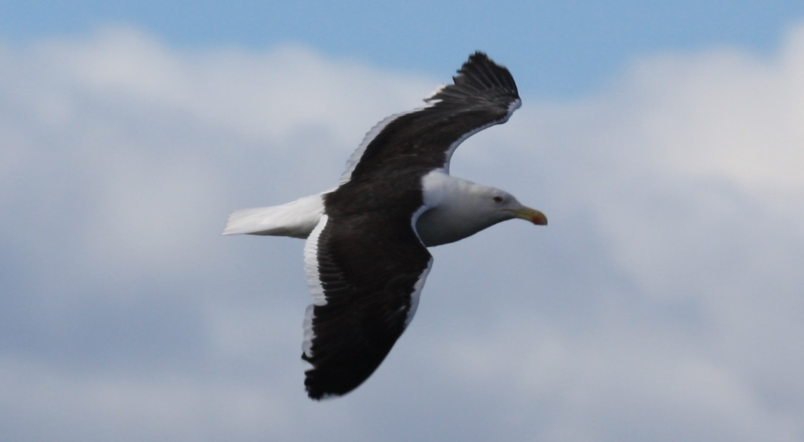 Large gull