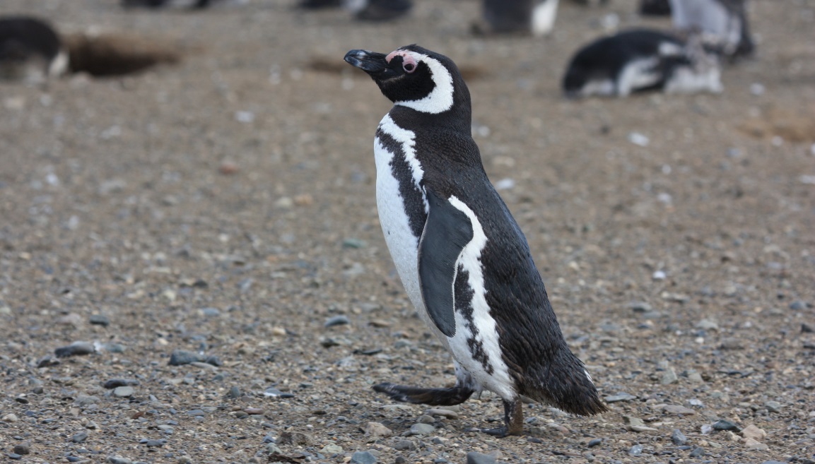 Magellanic penguin