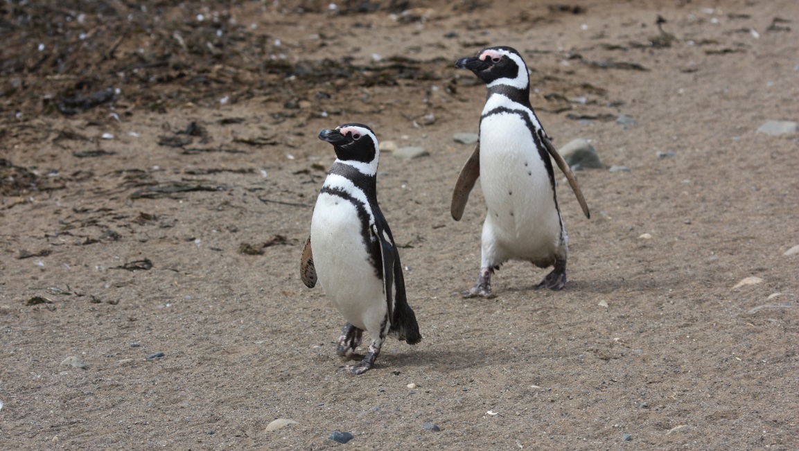 Magellanic penguins