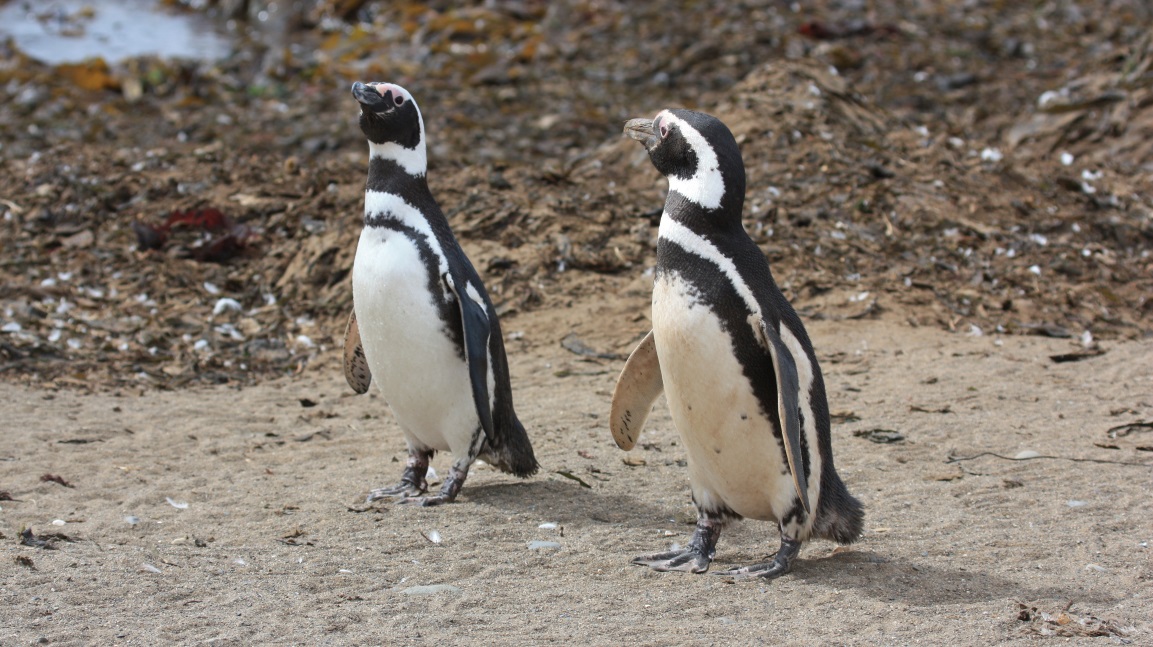 Magellanic penguins