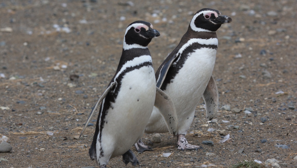 Magellanic penguins