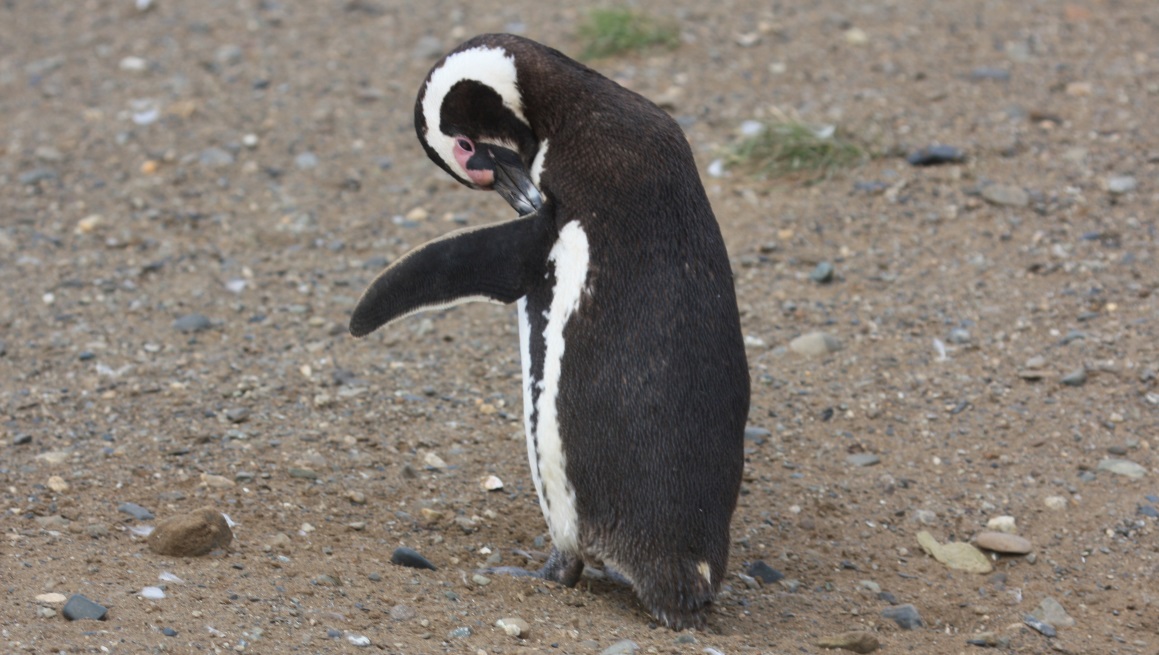 Penguin fixing feathers