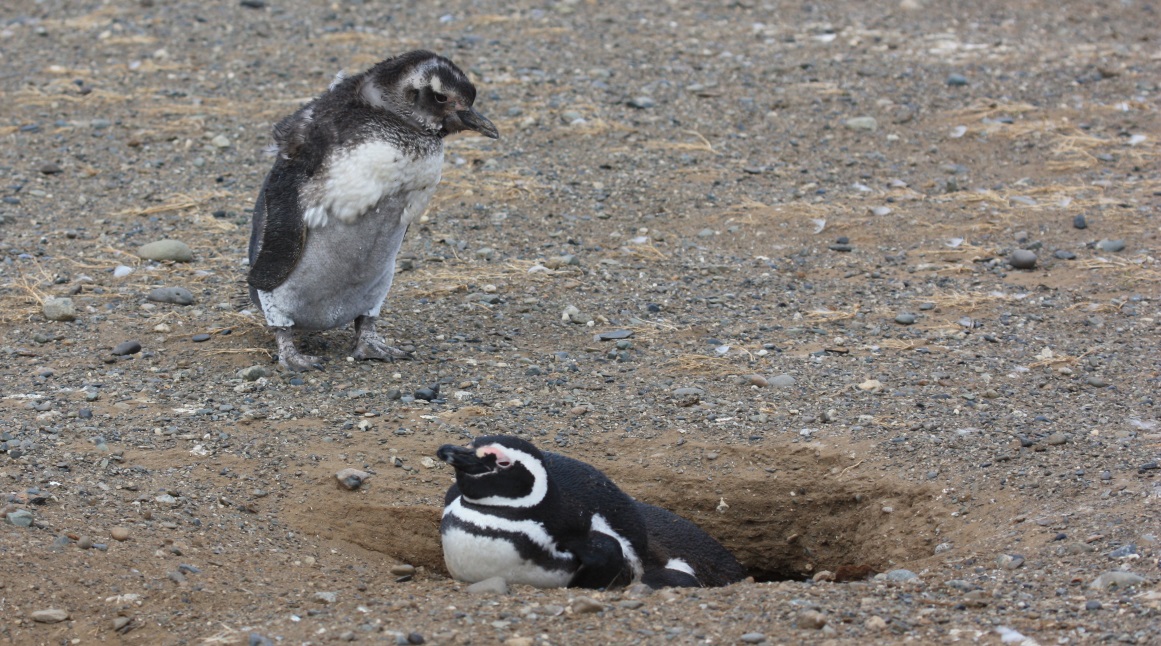 Moulting youngster