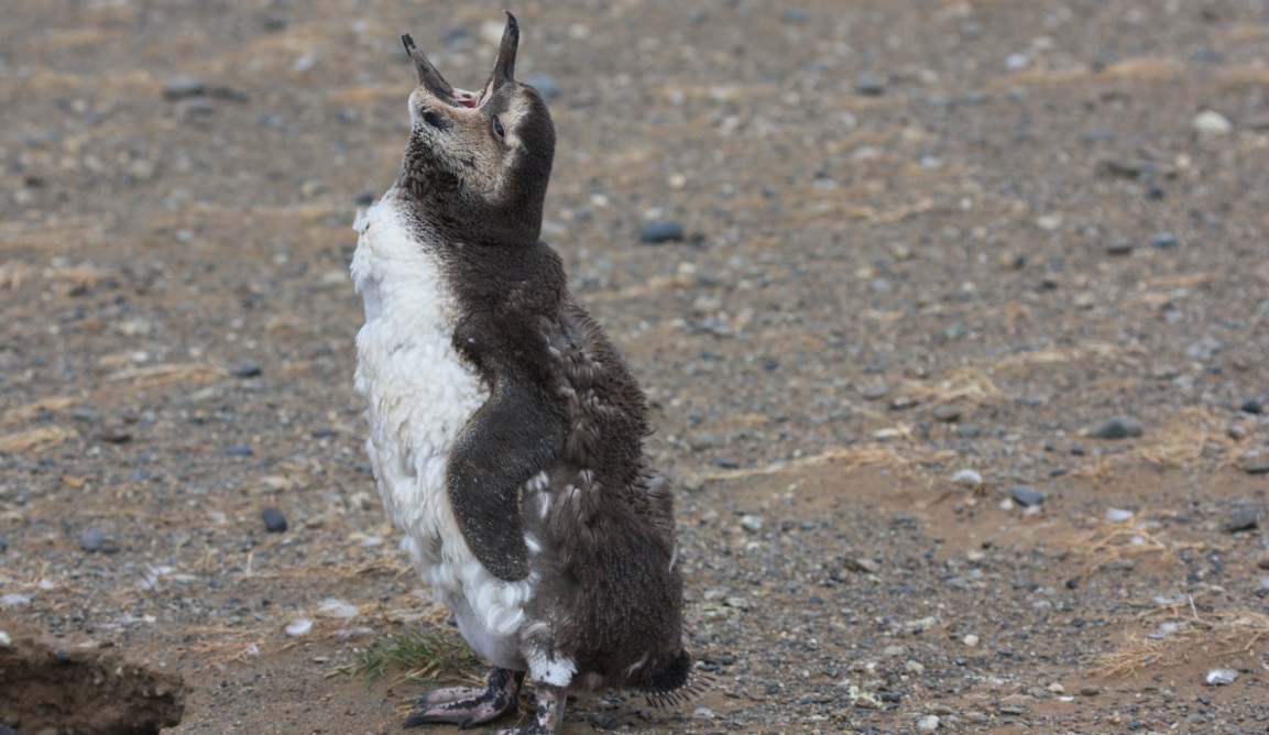 Magellanic penguin molting