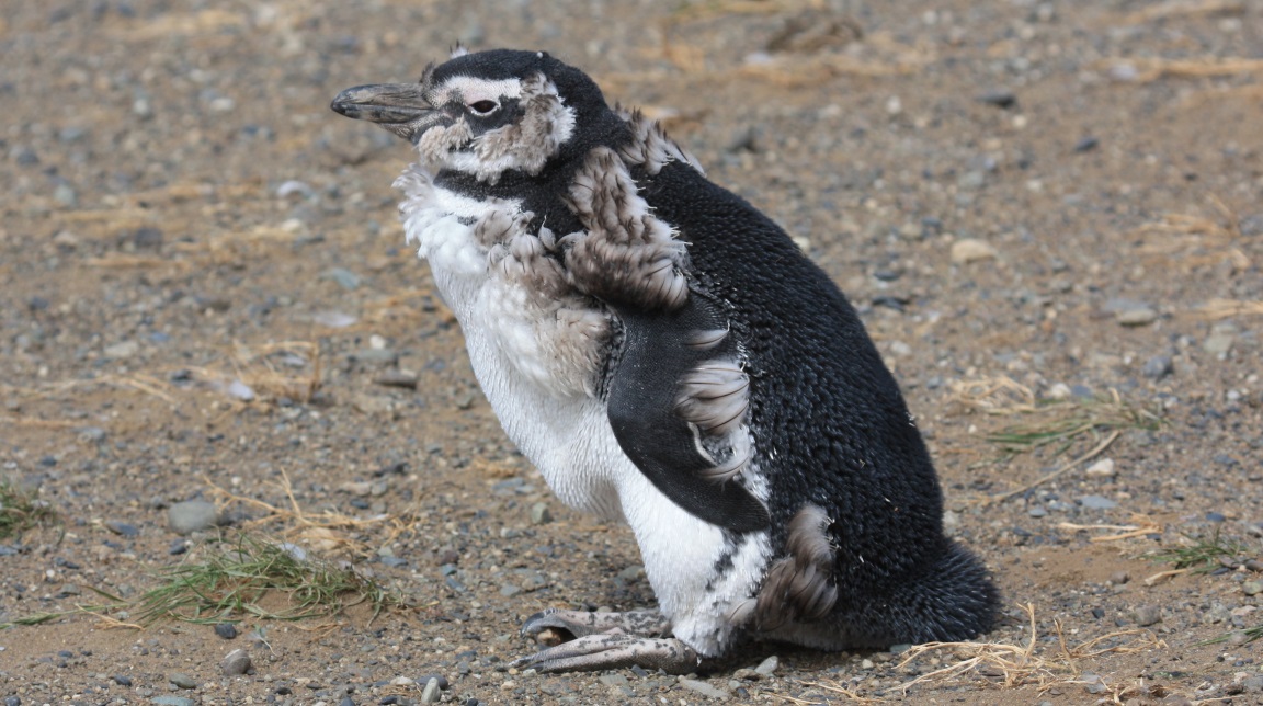Magellanic penguin