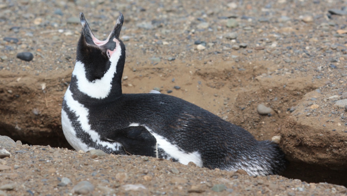 Sleepy Magellanic penguin
