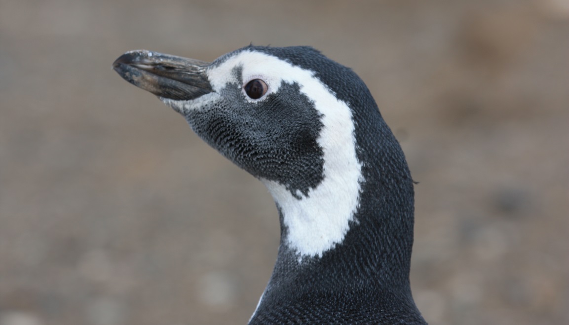 Magellanic penguin