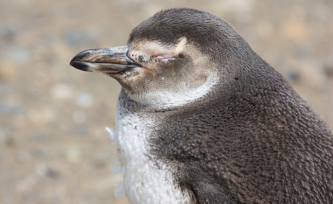 Penguin taking a snooze