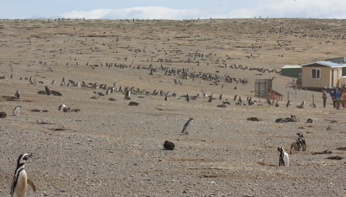Magellanic penguin colony
