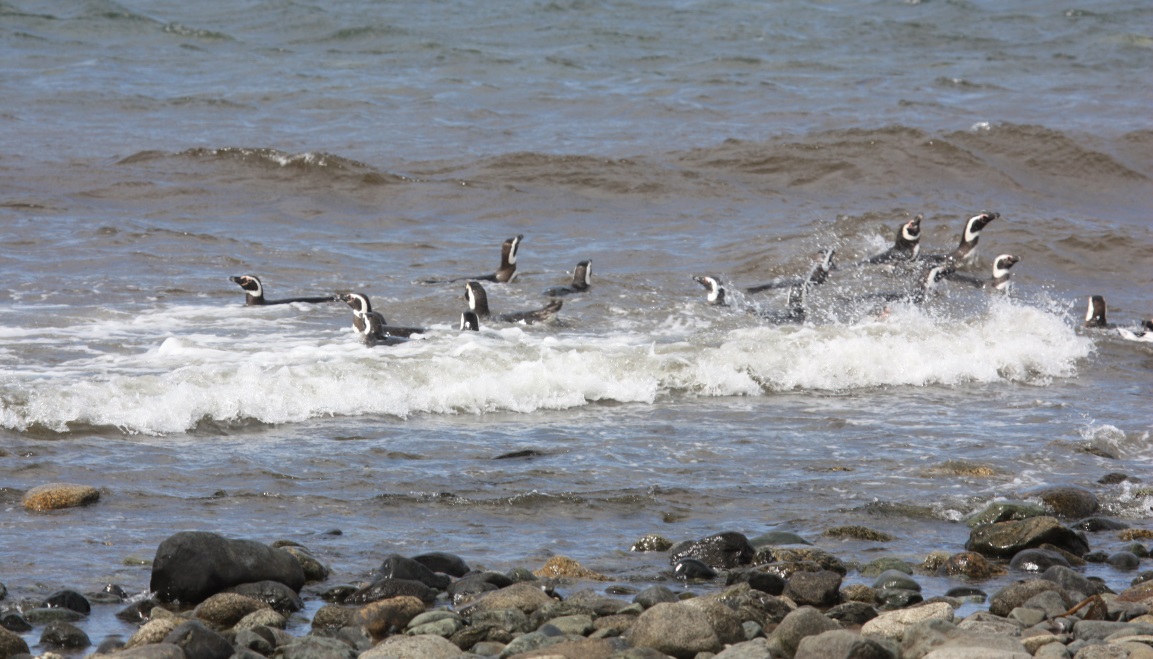 Penguins taking a swim