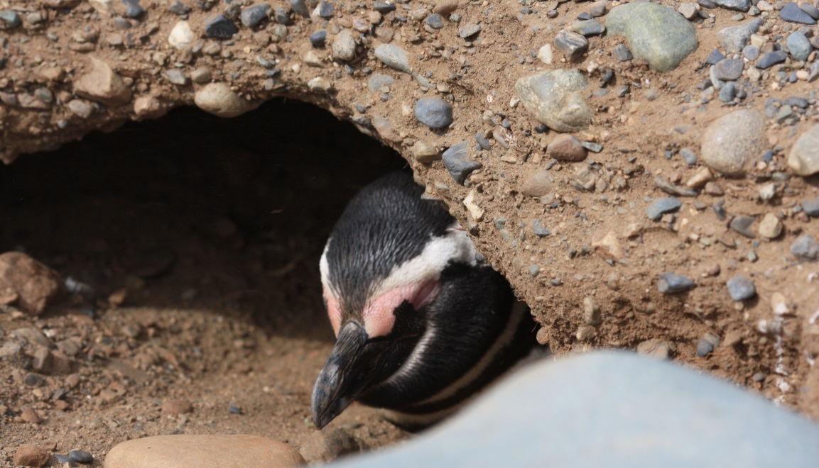 Underground nest