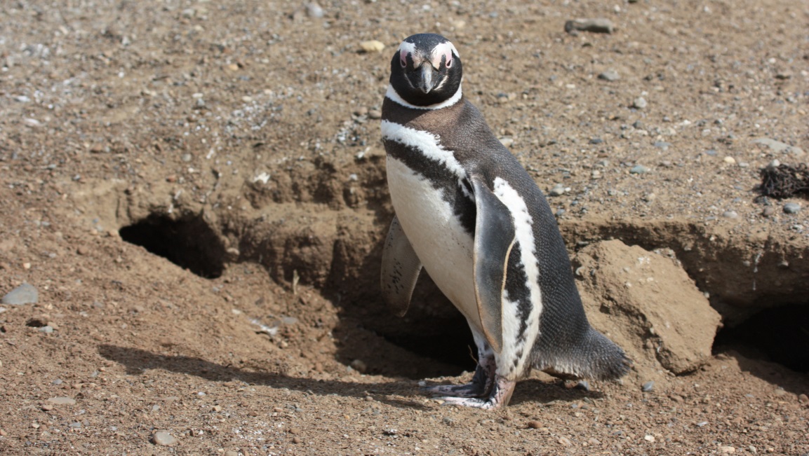 Magellanic penguin