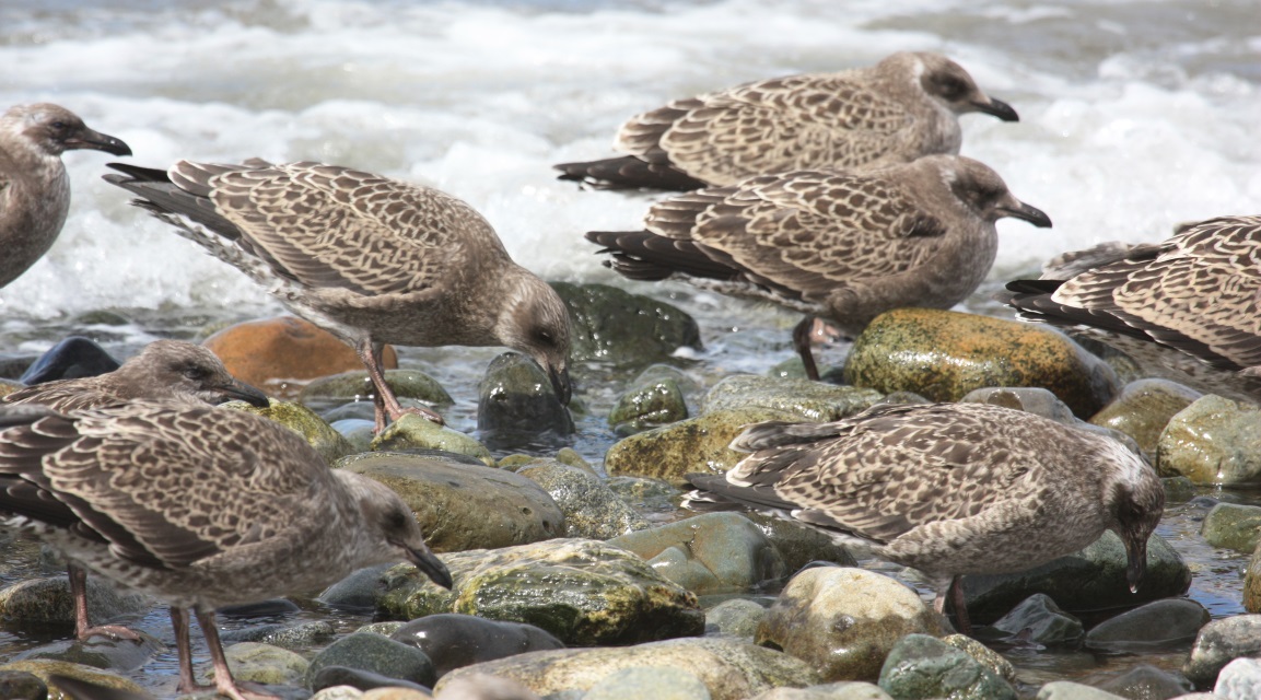 Gulls on Magdalena Island