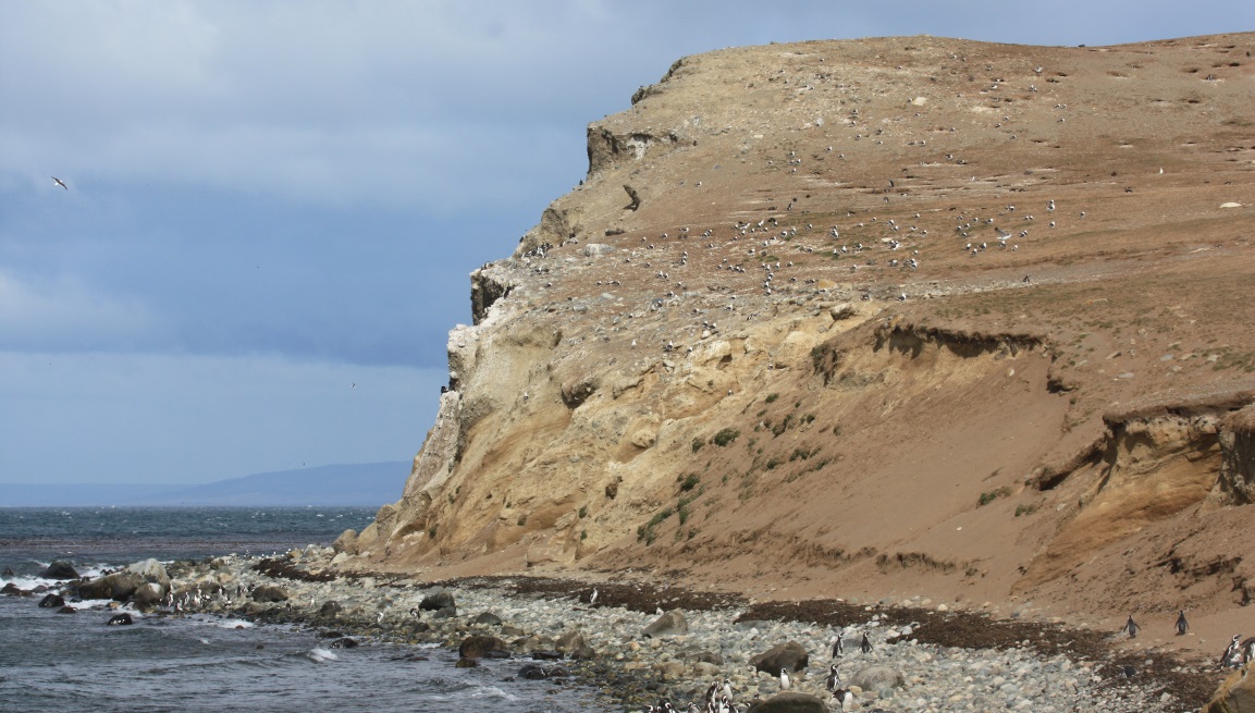 Magellanic penguin colony