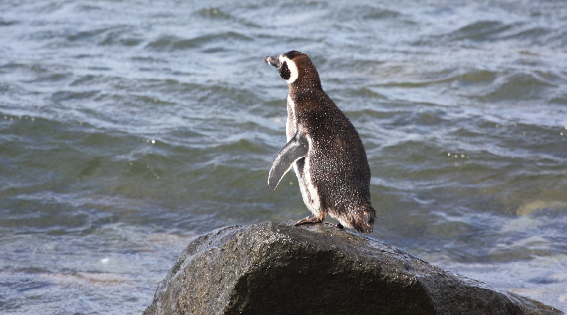 Penguin preparing to take a swim