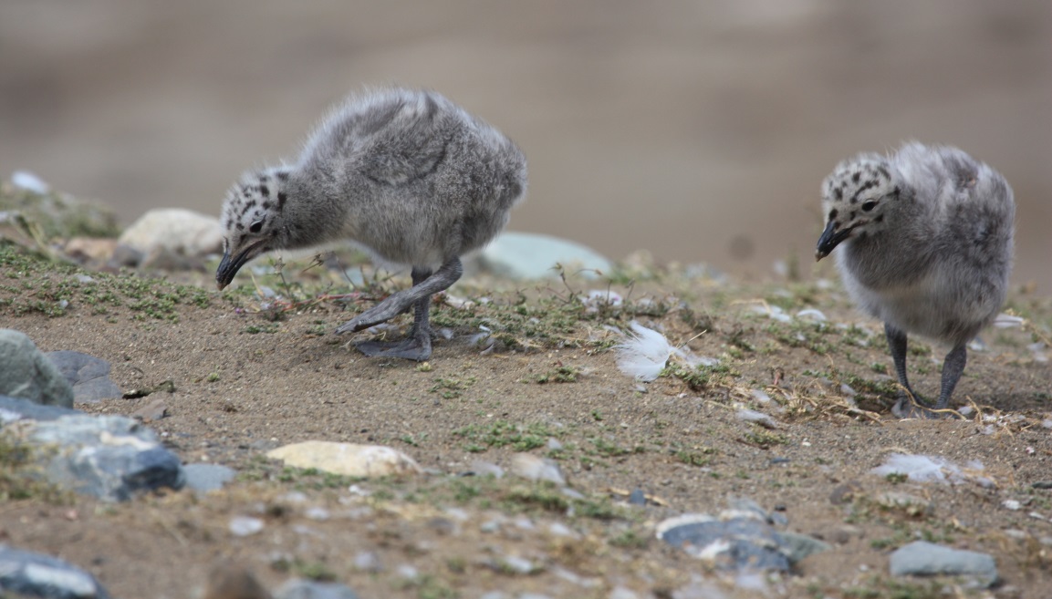 Gull chicks