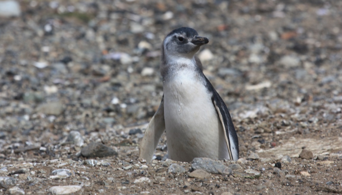 Magellanic penguin emerging