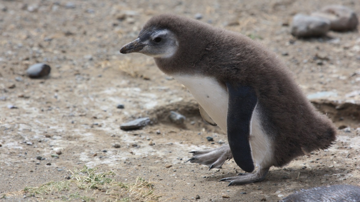Magellanic penguin chick