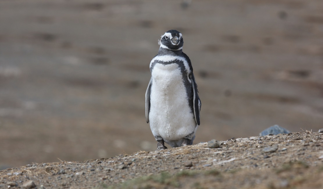 Magellanic penguin