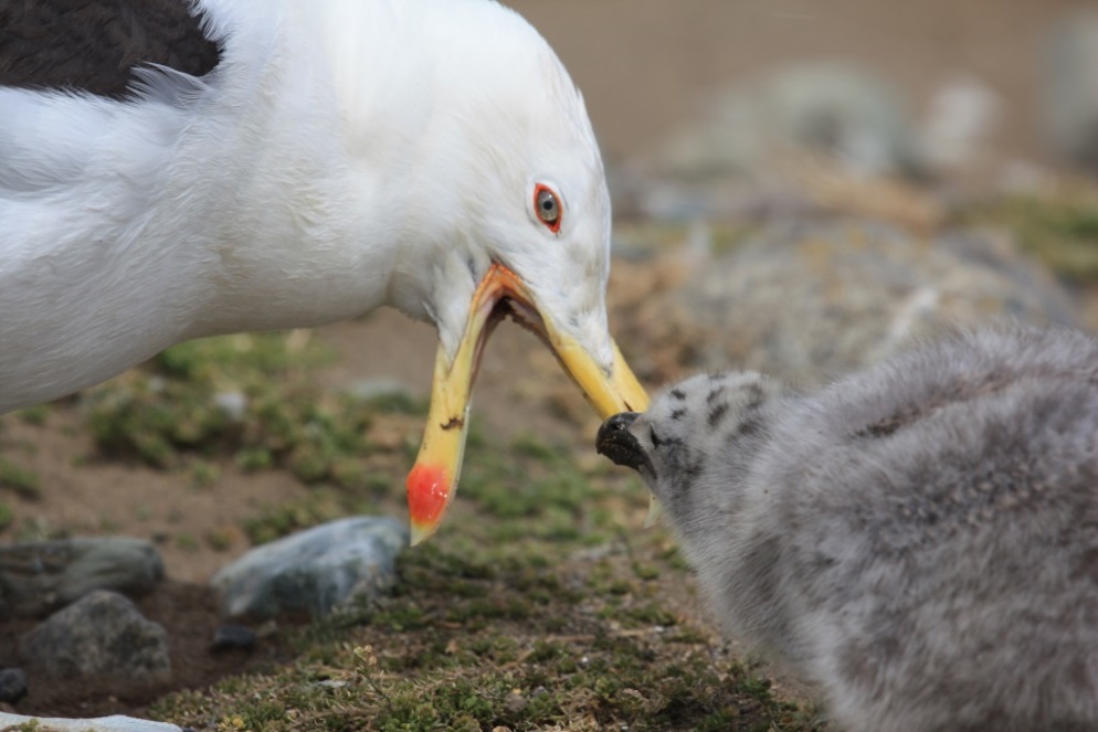 Gull feeding a chick