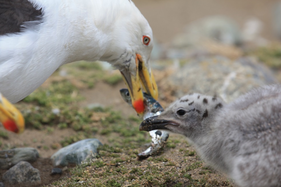 Gull feeding a chick