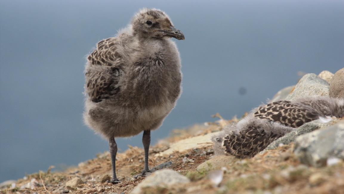 Gull chick on Magdalena Island