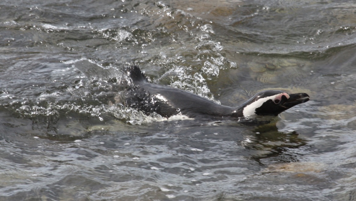 Magellanic penguin swimming