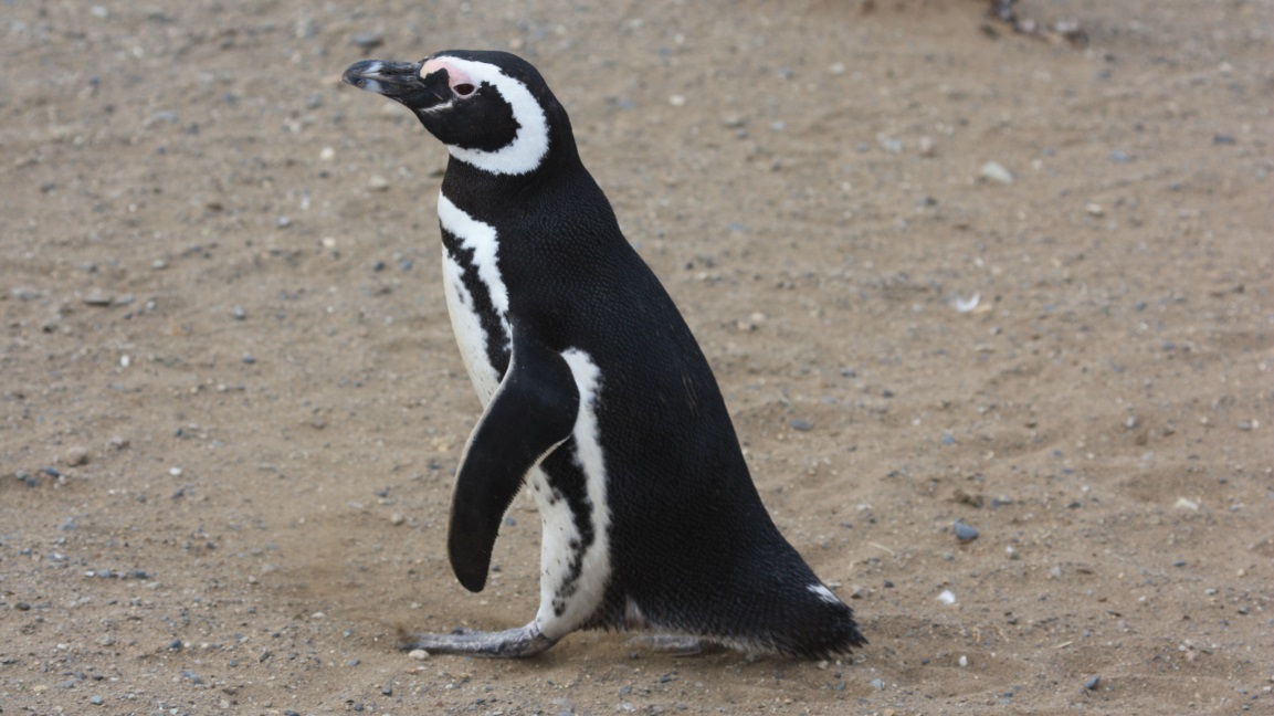 Magellanic penguin