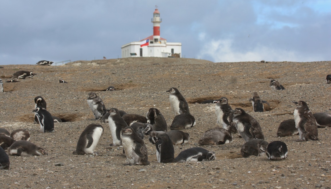 Magellanic penguins