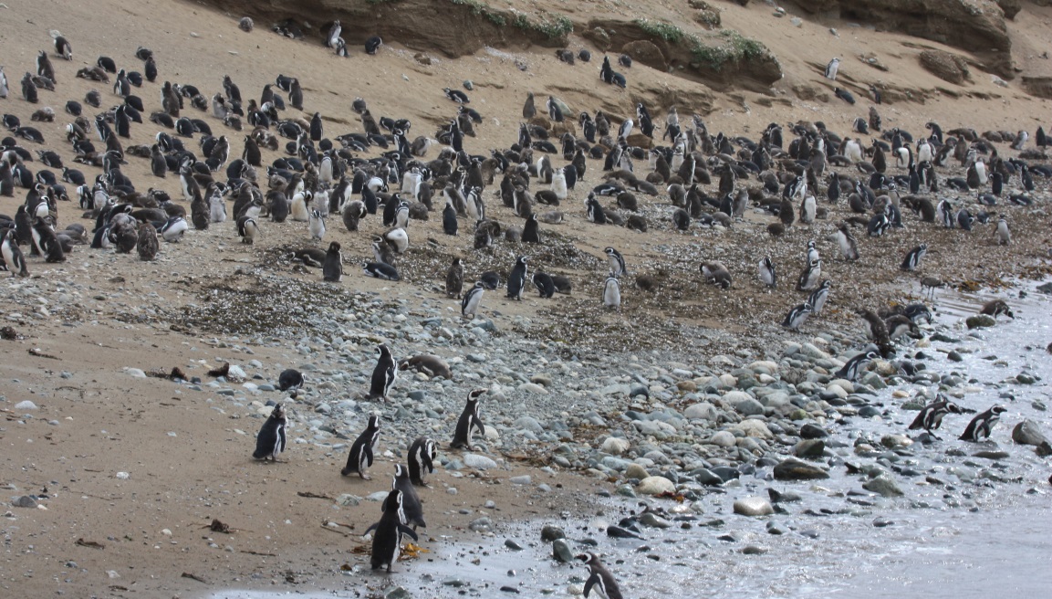 Magellanic penguin colony
