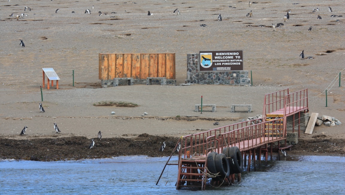 Departing the penguin colony