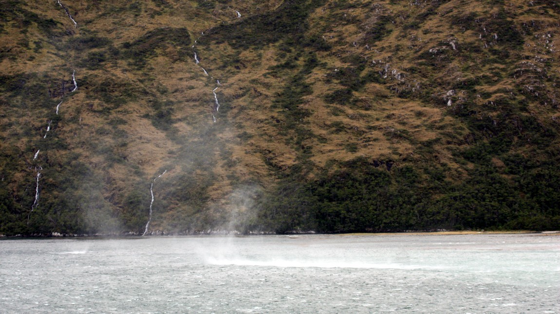 Whales in the Beagle Channel