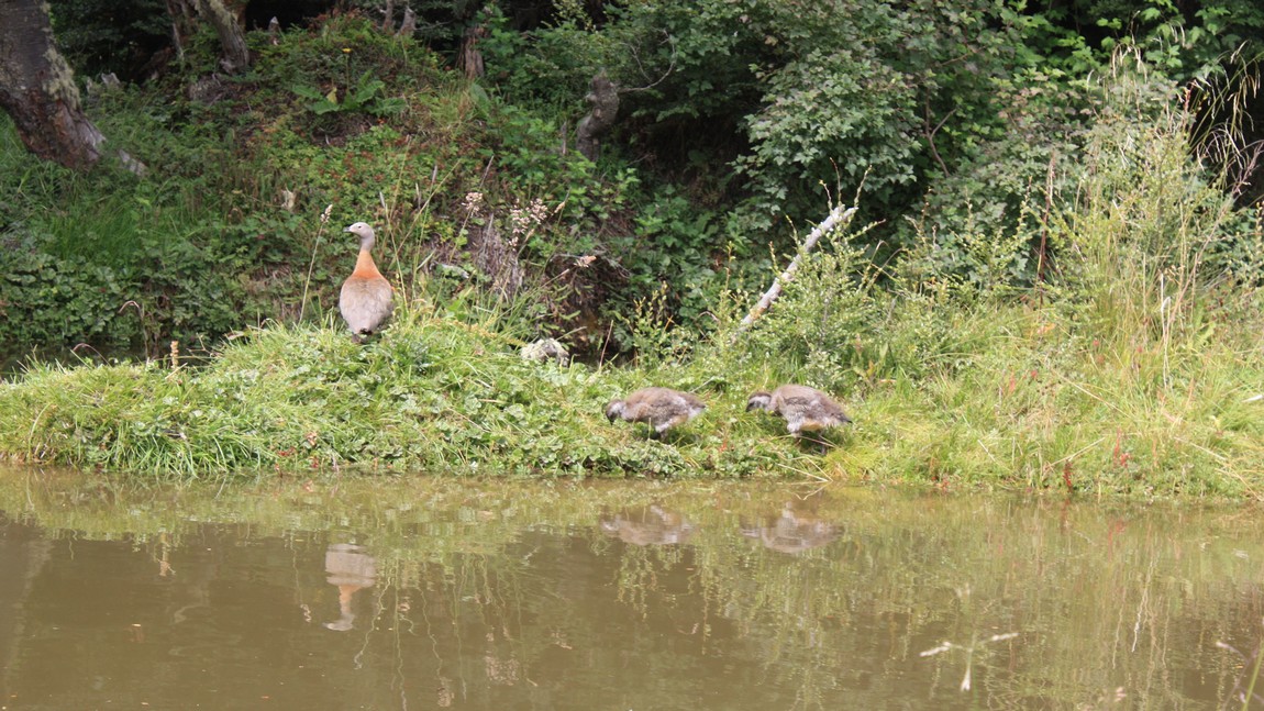 Geese on the shore