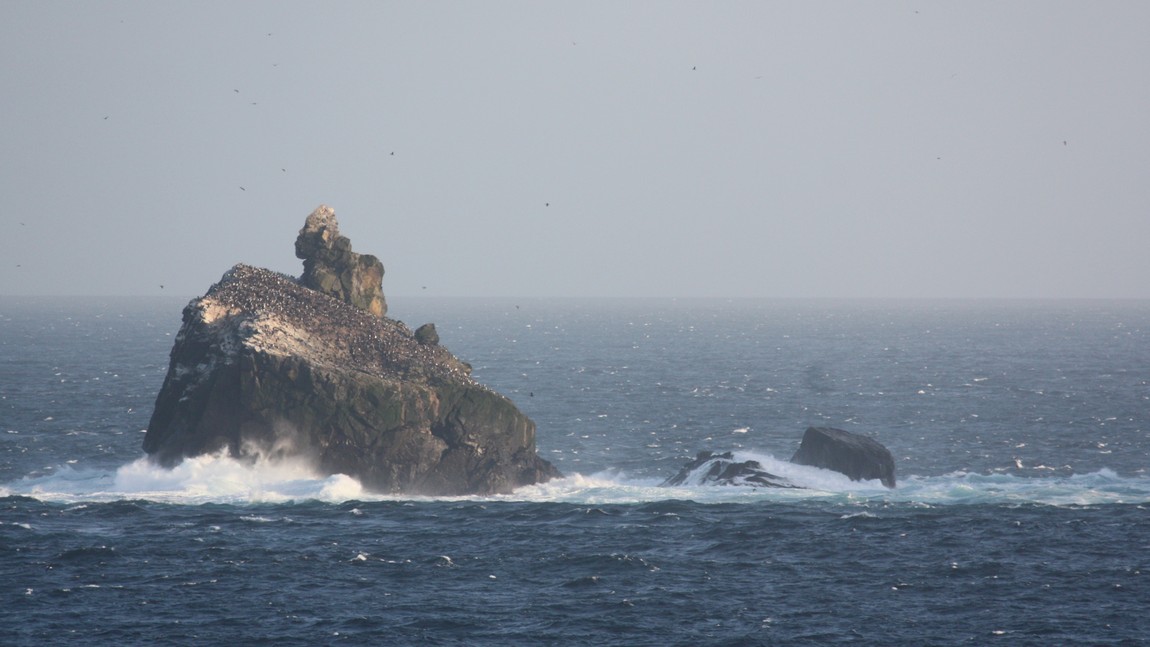 Rocks covered with birds