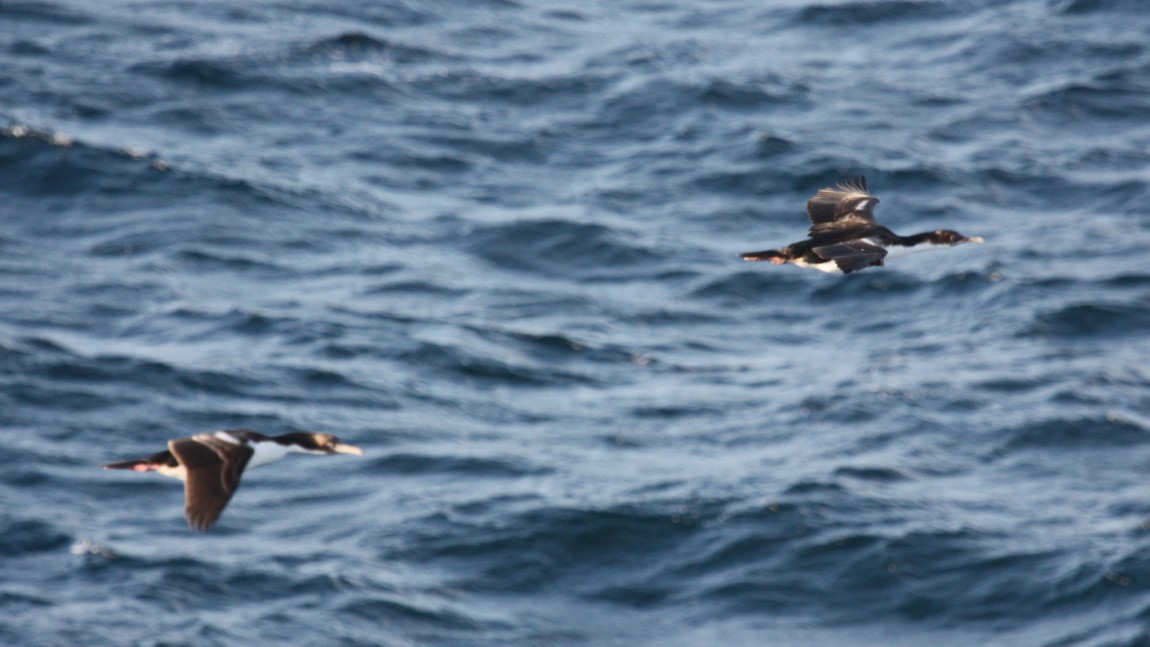 Sea birds flying past