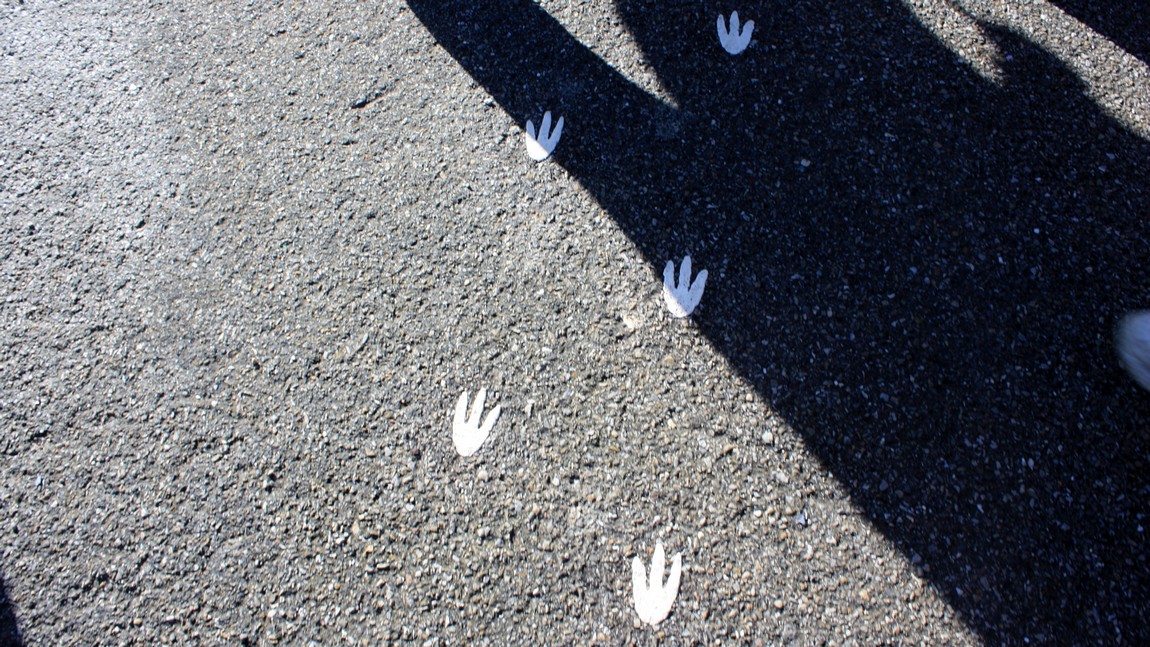Following the penguin footprints
