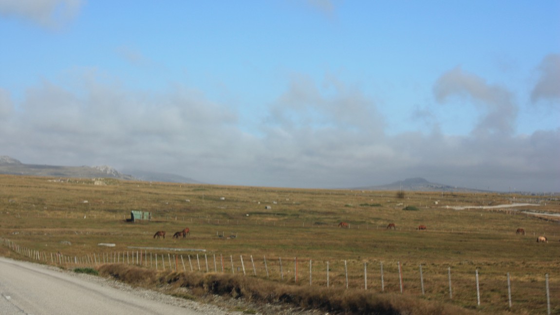 Horse farm 