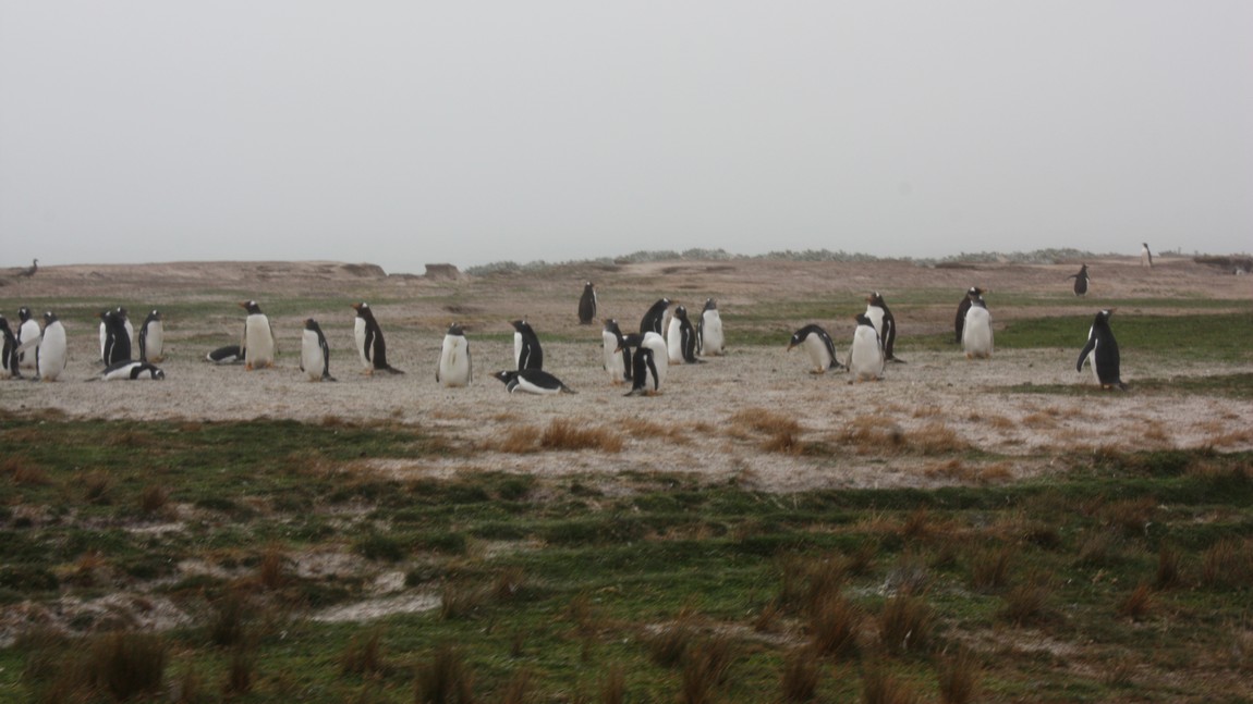 Gentoo Penguins