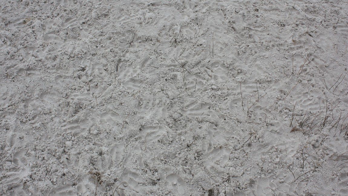 Penguin footprints