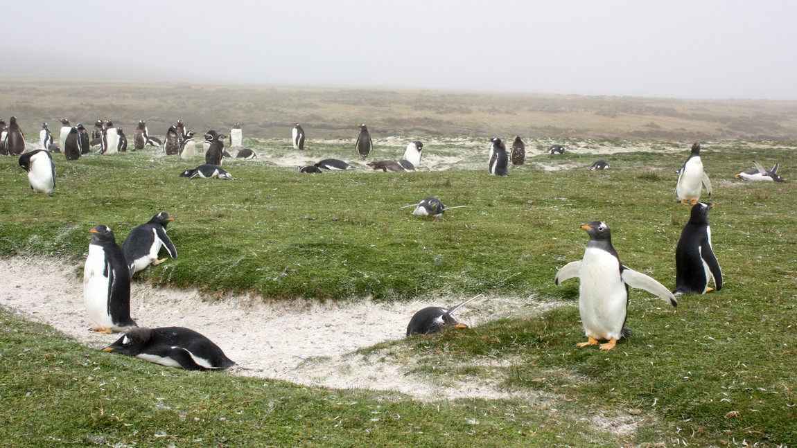 Gentoo Penguins