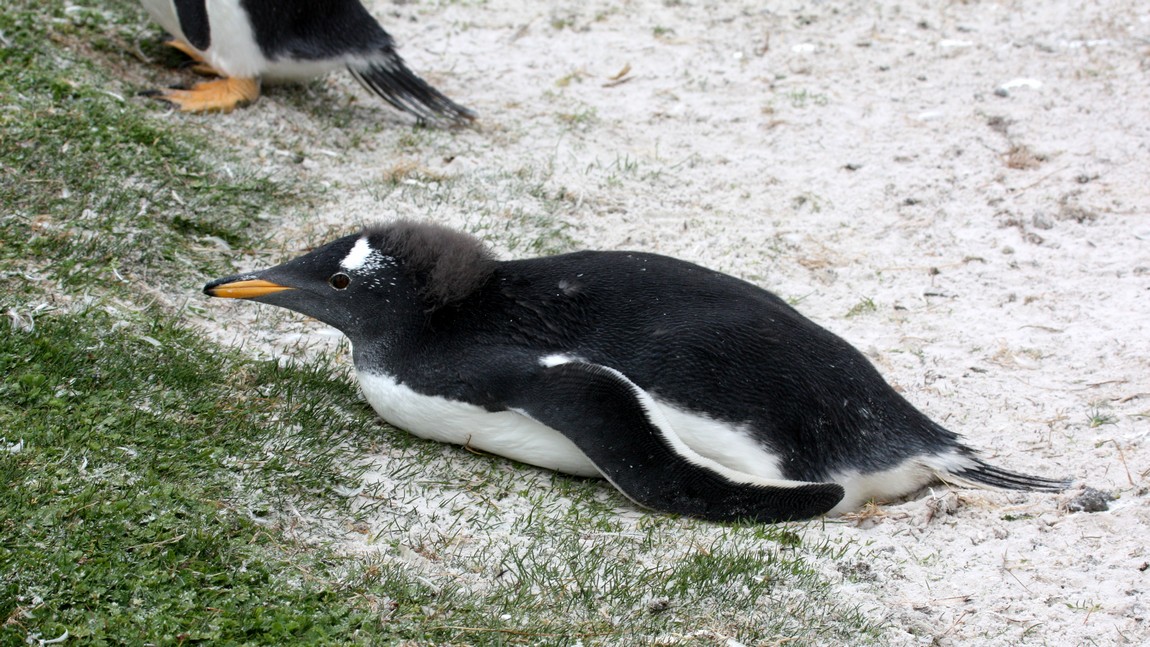 Gentoo Penguin