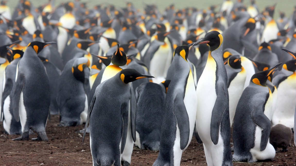 King Penguin colony