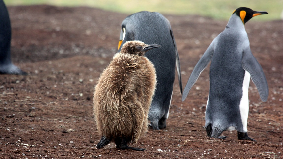 King Penguins with chick