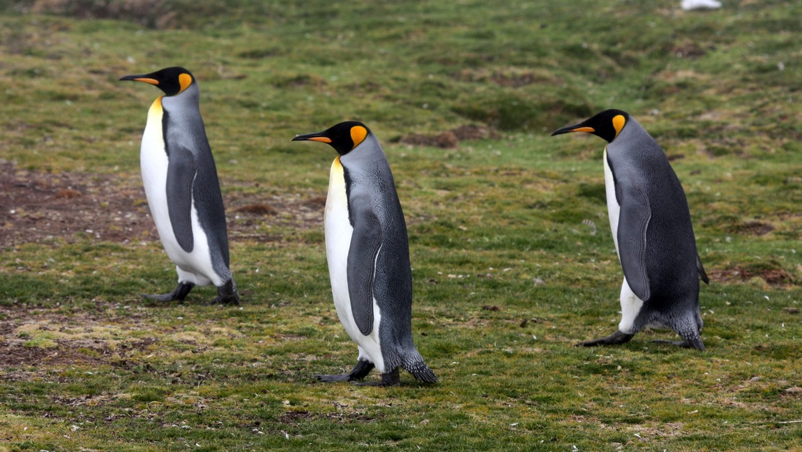 King Penguins