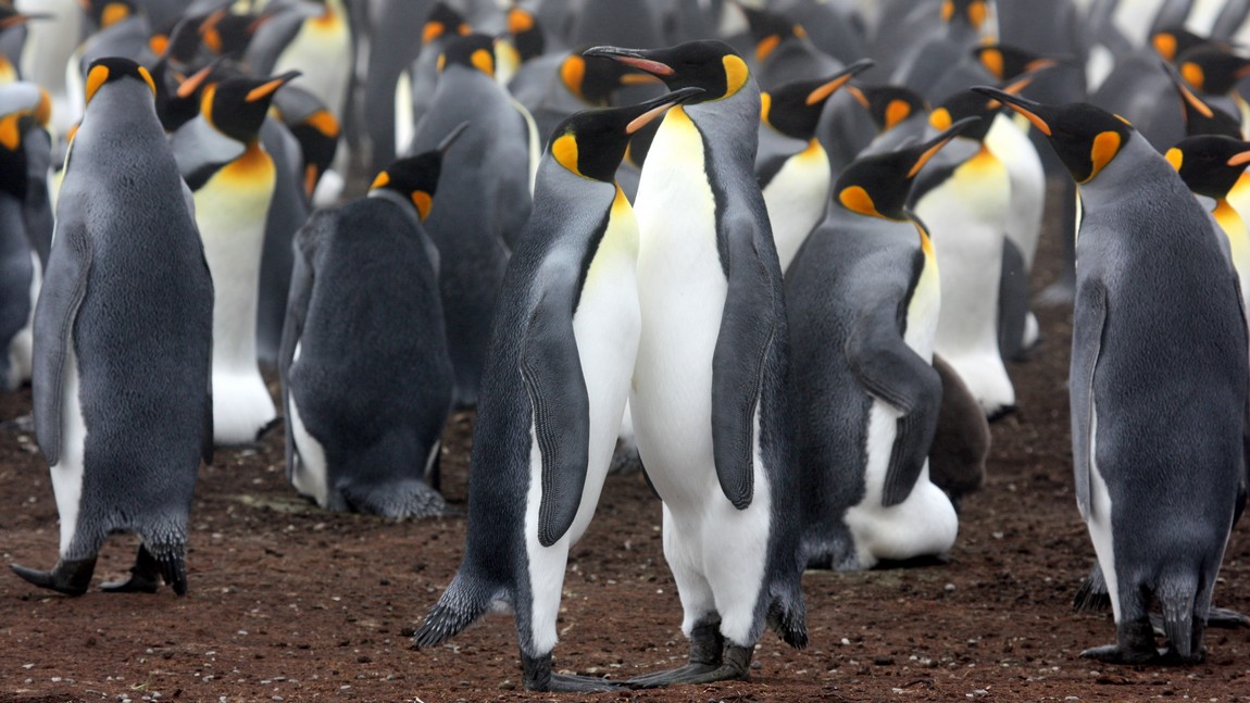 King Penguin colony