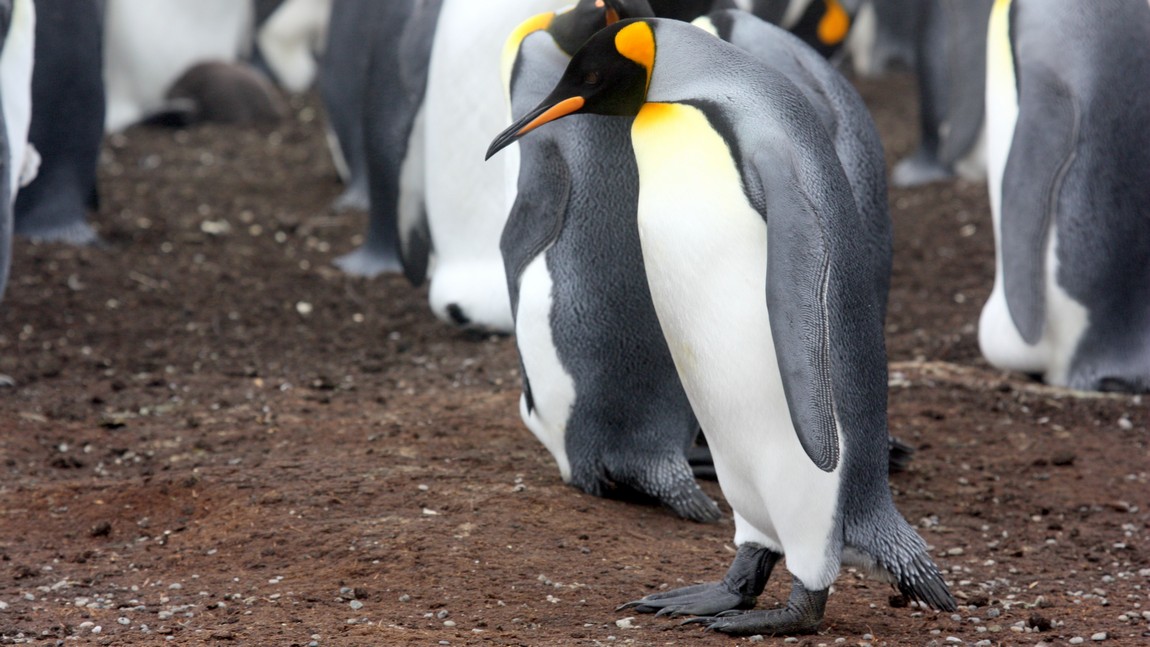 King Penguins