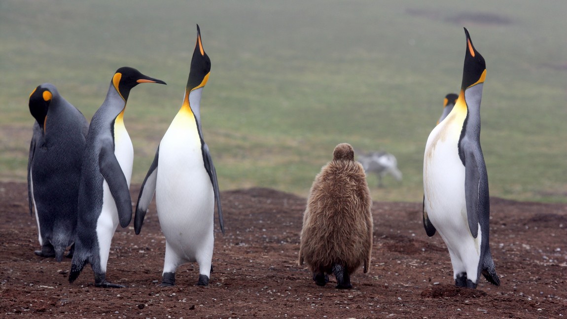 King Penguins with chick