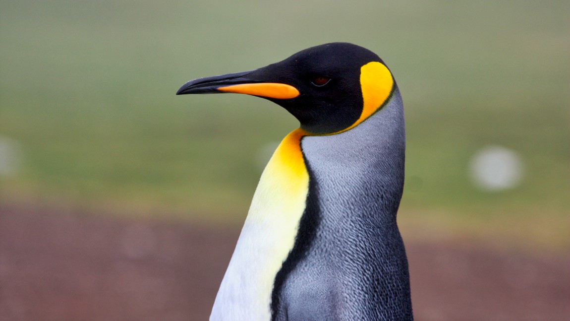 King Penguin