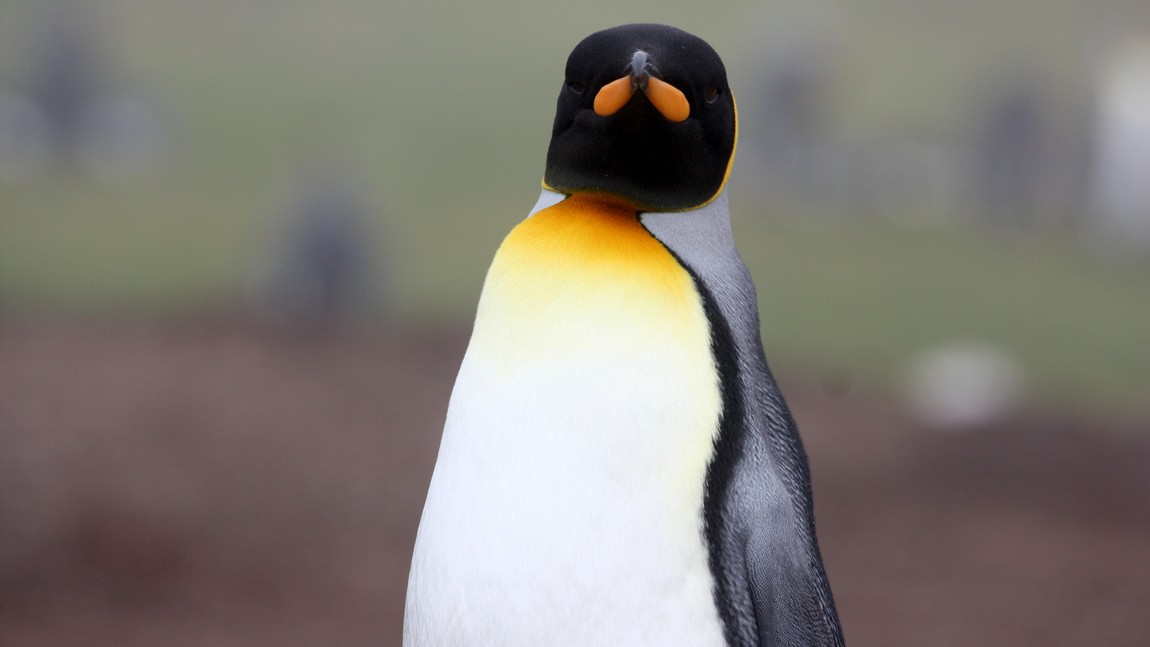 King Penguin